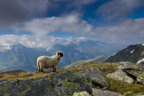naturpark_sommer_sulzbodenalm-foto_naturpark_zillertaler_alpen__2_.jpg