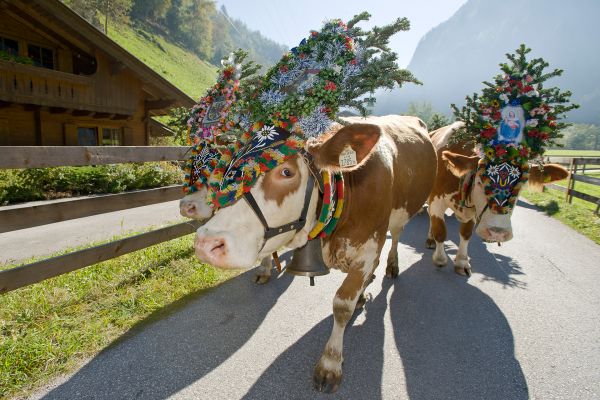Almabtrieb__Archiv_TVB_Mayrhofen__Foto_Norbert_Freudenthaler_nobert-freudenthaler.jpg
